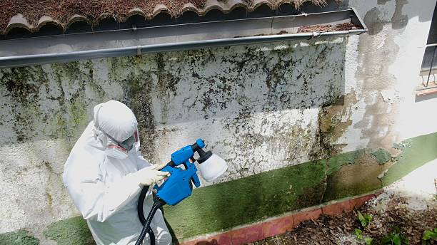 Trusted Mold Testing service in Bethel, WA - Cheap Mold Removal